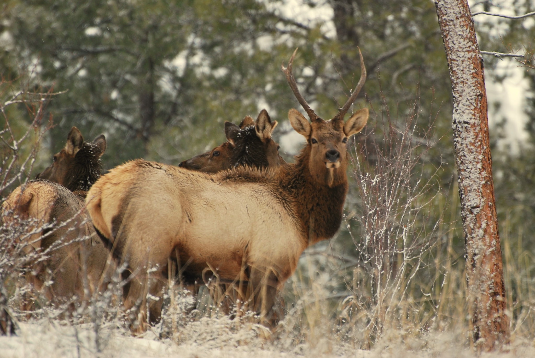 Victor, Montana 59875, United States, 3 Bedrooms Bedrooms, ,3 BathroomsBathrooms,Residential,Active,139287
