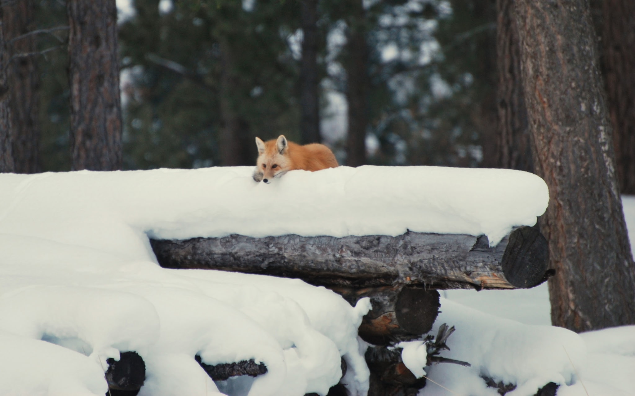 Victor, Montana 59875, United States, 3 Bedrooms Bedrooms, ,3 BathroomsBathrooms,Residential,Active,139287
