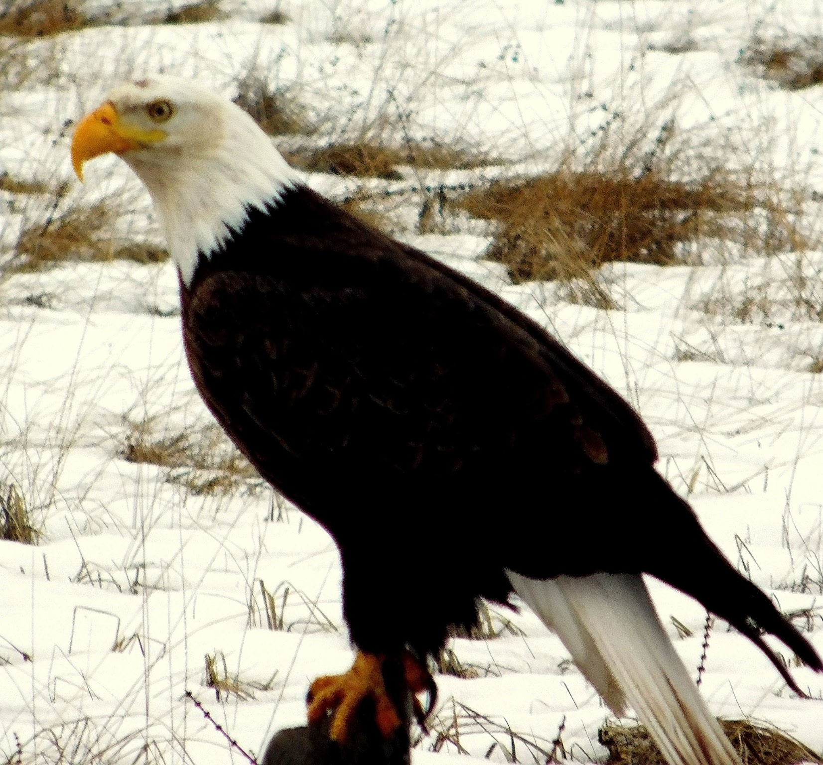 Victor, Montana 59875, United States, 3 Bedrooms Bedrooms, ,3 BathroomsBathrooms,Residential,Active,139287