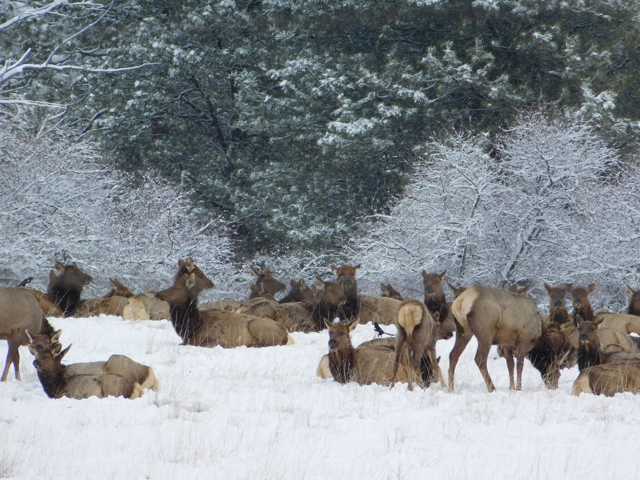 Victor, Montana 59875, United States, 3 Bedrooms Bedrooms, ,3 BathroomsBathrooms,Residential,Active,139287