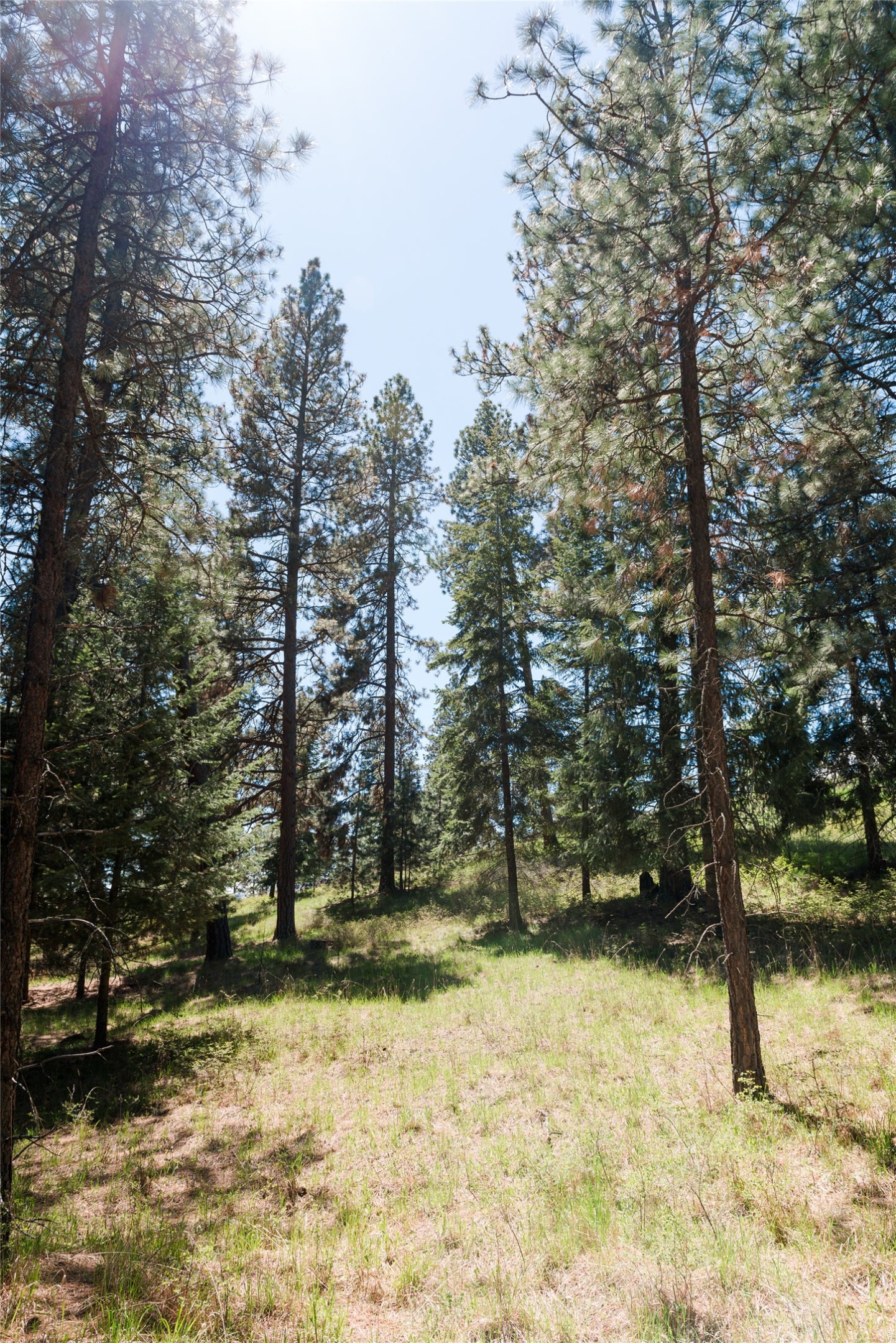 37 Red Tail Ridge
