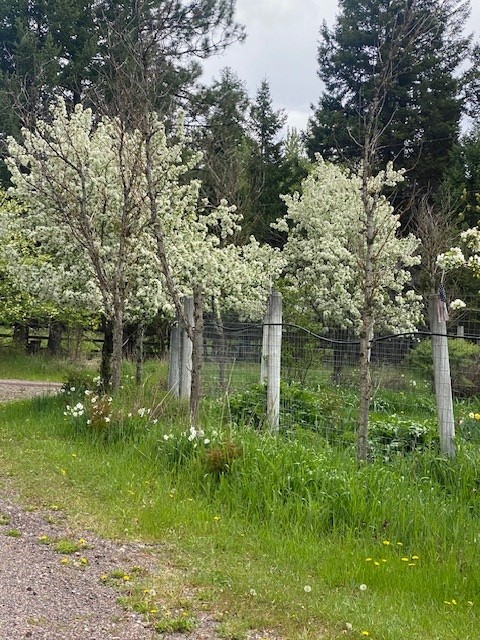 165 Big Lous Lane