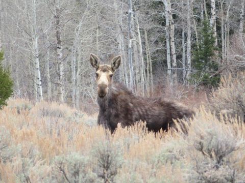 Photo of TBD Camp Creek Road, Butte, MT 59701 (MLS # 30068687)