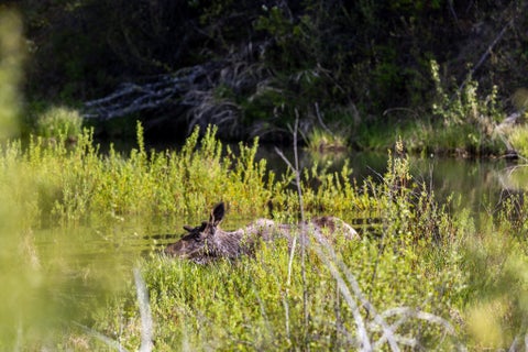 Tiny photo for 3180 Browns Meadow Road, Kila, MT 59920 (MLS # 30071777)
