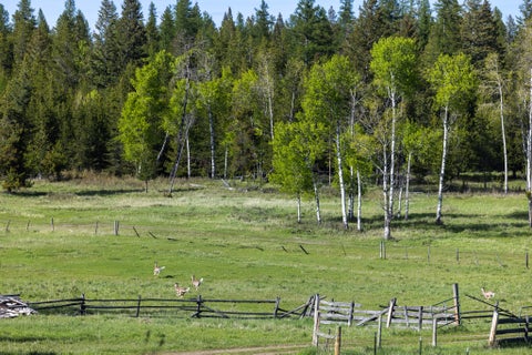 Tiny photo for 3180 Browns Meadow Road, Kila, MT 59920 (MLS # 30071777)