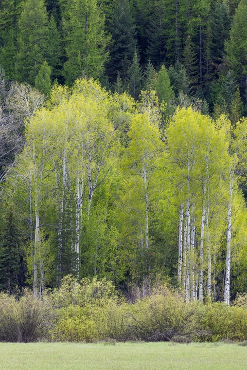 Tiny photo for 3180 Browns Meadow Road, Kila, MT 59920 (MLS # 30071777)