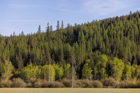 Tiny photo for 3180 Browns Meadow Road, Kila, MT 59920 (MLS # 30071777)