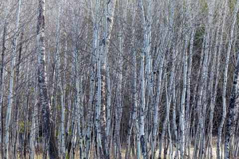Tiny photo for 3180 Browns Meadow Road, Kila, MT 59920 (MLS # 30071777)