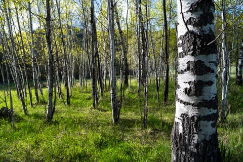 Tiny photo for 3180 Browns Meadow Road, Kila, MT 59920 (MLS # 30071777)