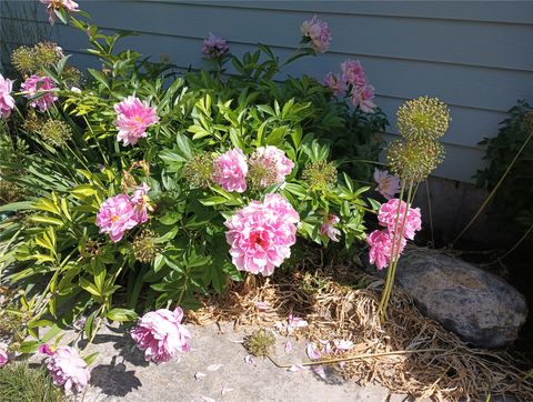 Tiny photo for 1785 Hodgson Road, Whitefish, MT 59937 (MLS # 30071016)