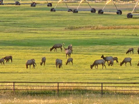 Tiny photo for 198 Mullan Trail Road, Gold Creek, MT 59733 (MLS # 30068599)