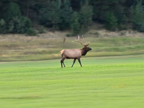 Tiny photo for 198 Mullan Trail Road, Gold Creek, MT 59733 (MLS # 30068599)