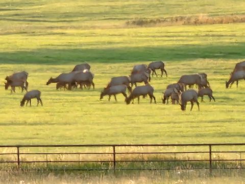 Tiny photo for 198 Mullan Trail Road, Gold Creek, MT 59733 (MLS # 30068599)