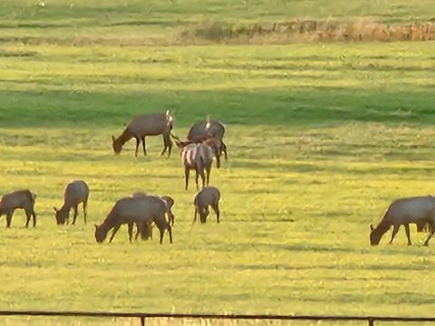 Tiny photo for 198 Mullan Trail Road, Gold Creek, MT 59733 (MLS # 30068599)