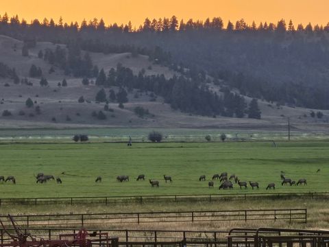 Tiny photo for 198 Mullan Trail Road, Gold Creek, MT 59733 (MLS # 30068599)