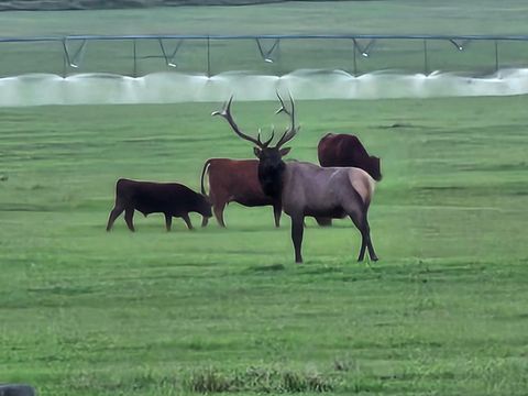 Tiny photo for 198 Mullan Trail Road, Gold Creek, MT 59733 (MLS # 30068599)