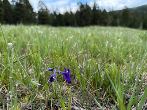 Tiny photo for NHN Hoover Creek Road, Helmville, MT 59843 (MLS # 30072259)