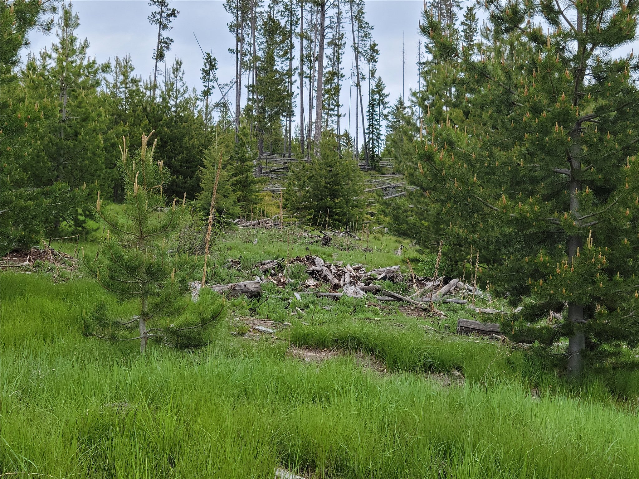 NHN Griffin Creek Road