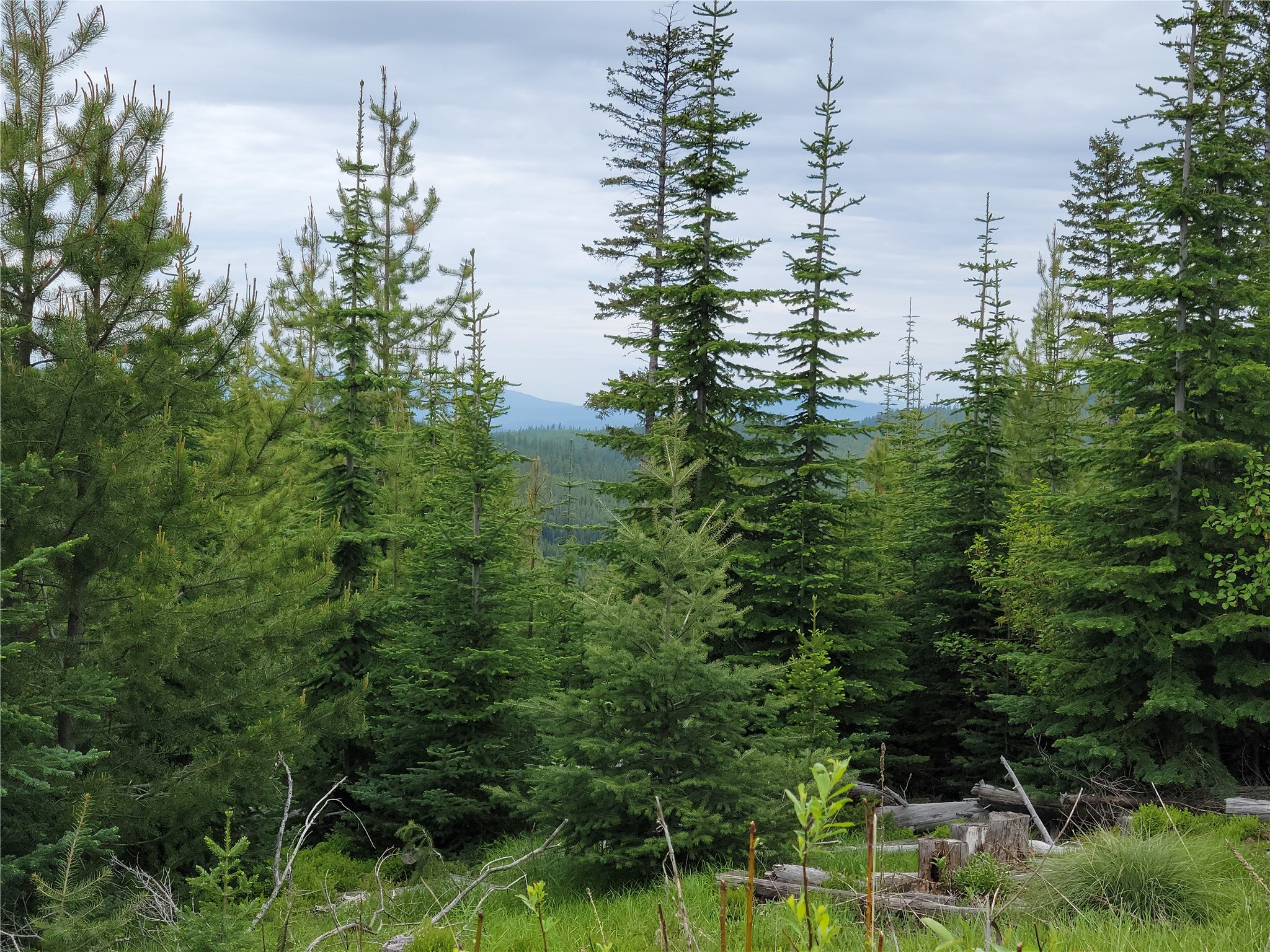 NHN Griffin Creek Road