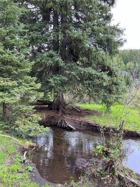 Photo of NHN Griffin Creek Road, Marion, MT 59925 (MLS # 30077707)