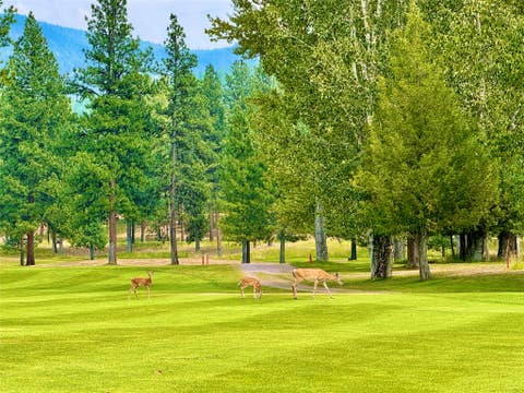 Tiny photo for 216 Silvertip Trail, Seeley Lake, MT 59868 (MLS # 30076487)