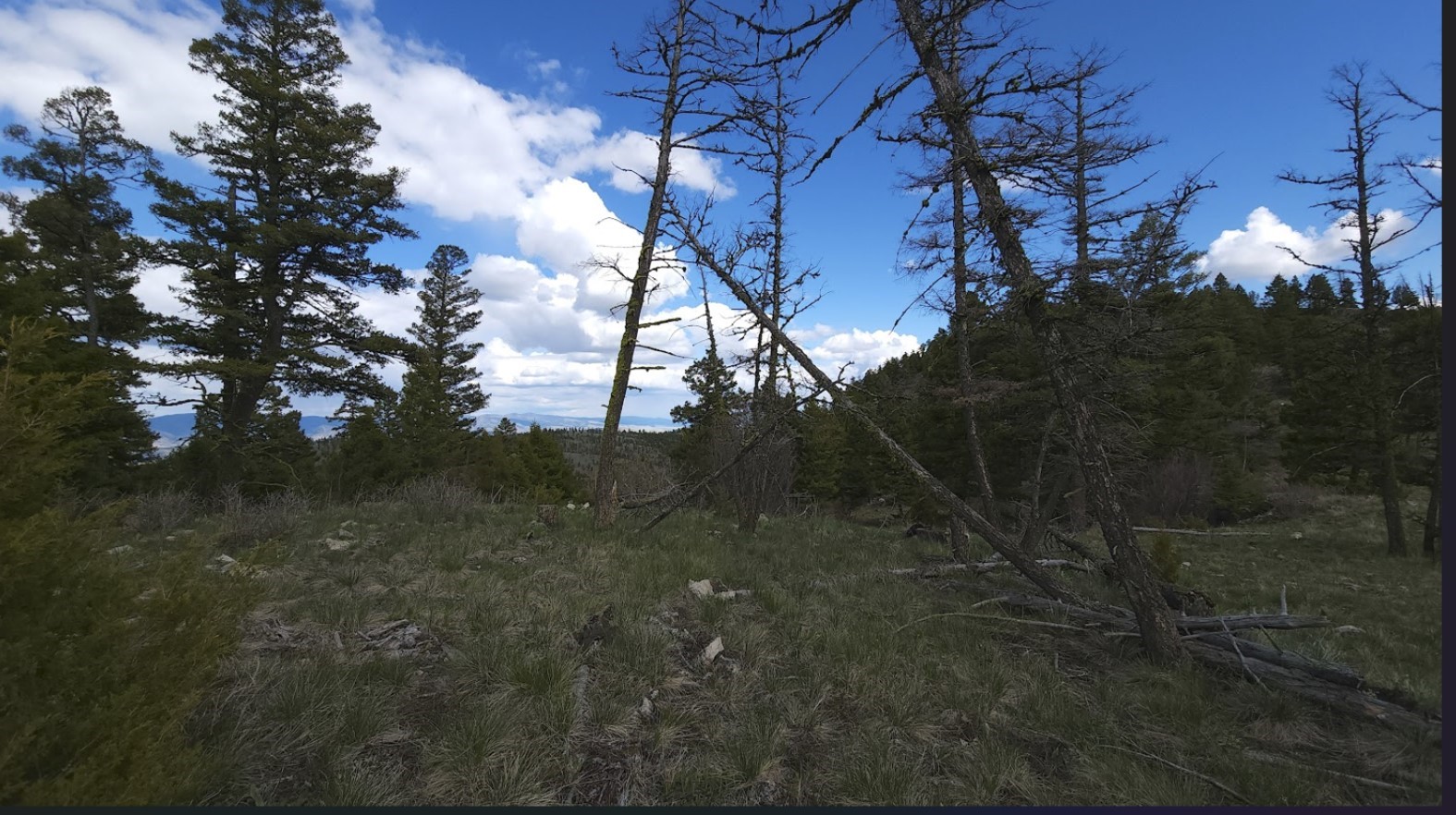 10 and 11 Tract, Bull Elk