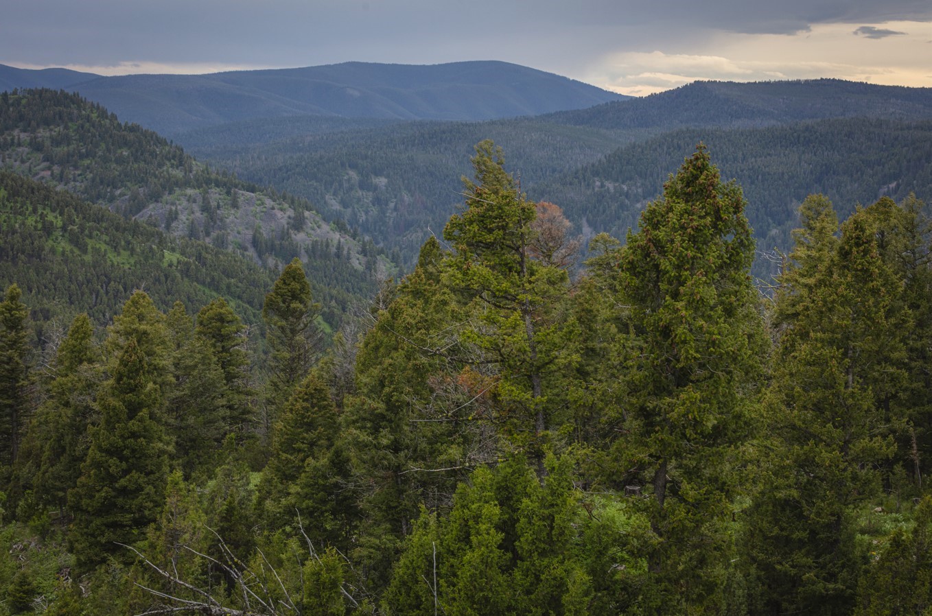 10 and 11 Tract, Bull Elk