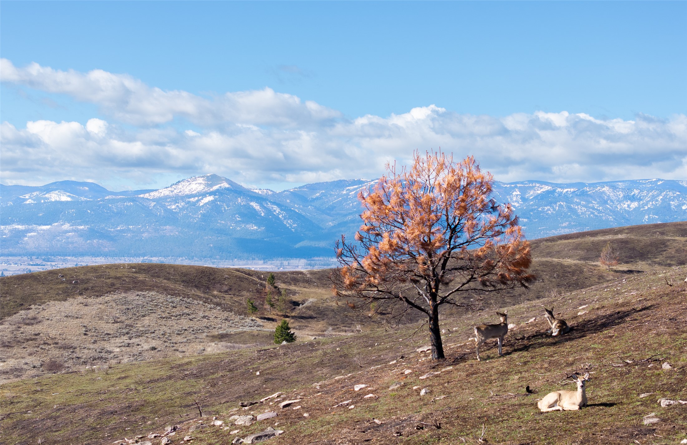 Missoula, Montana 59808, United States, ,Land,Active,96477