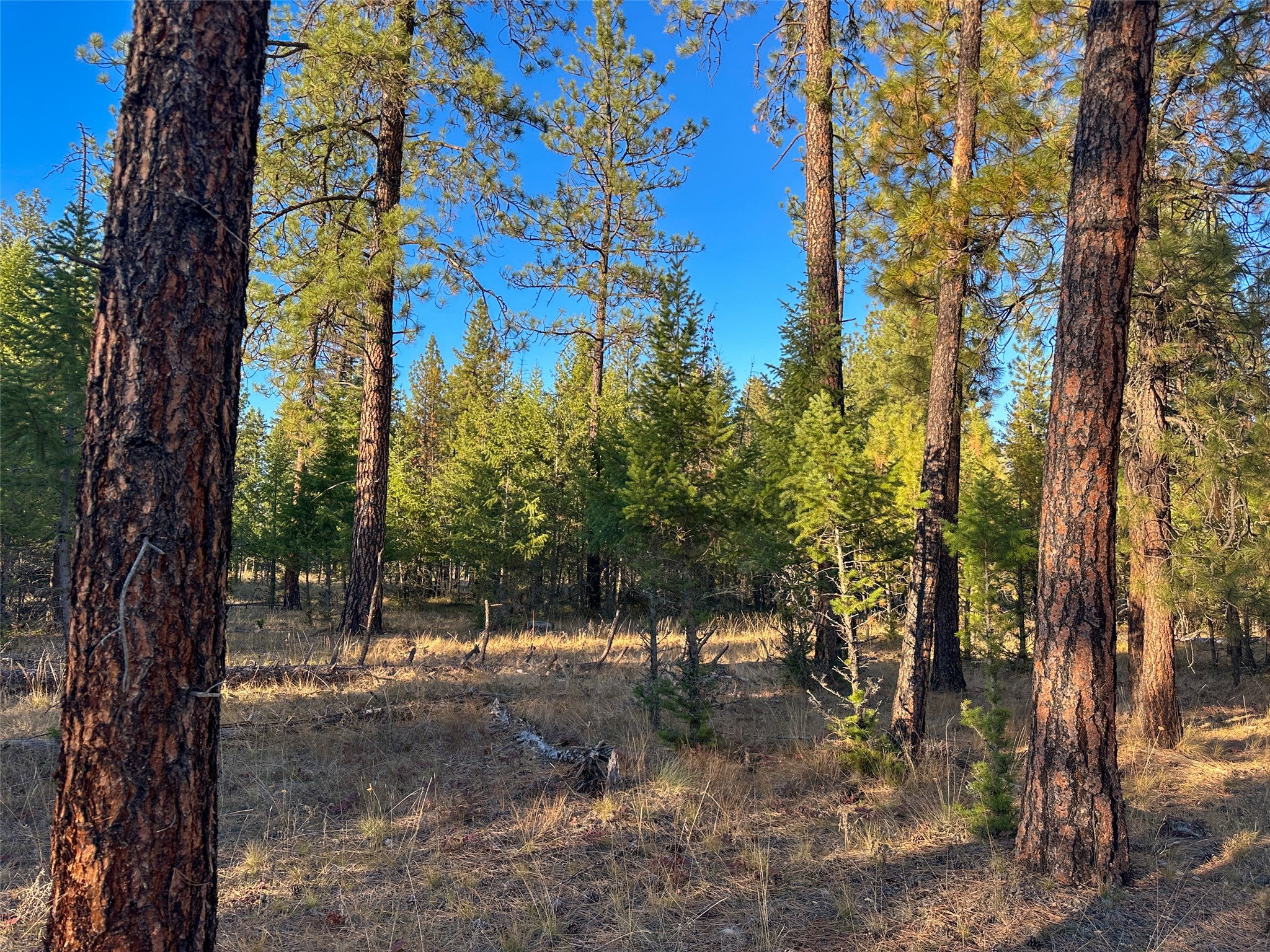 NHN Cherry Creek Road