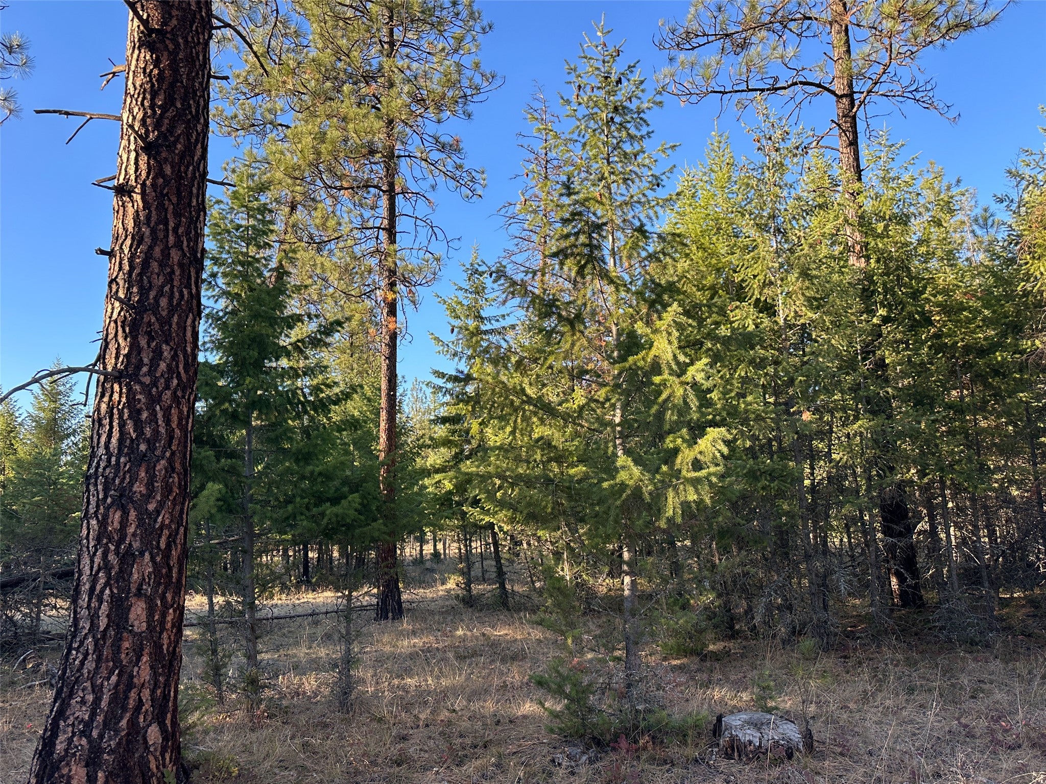 NHN Cherry Creek Road