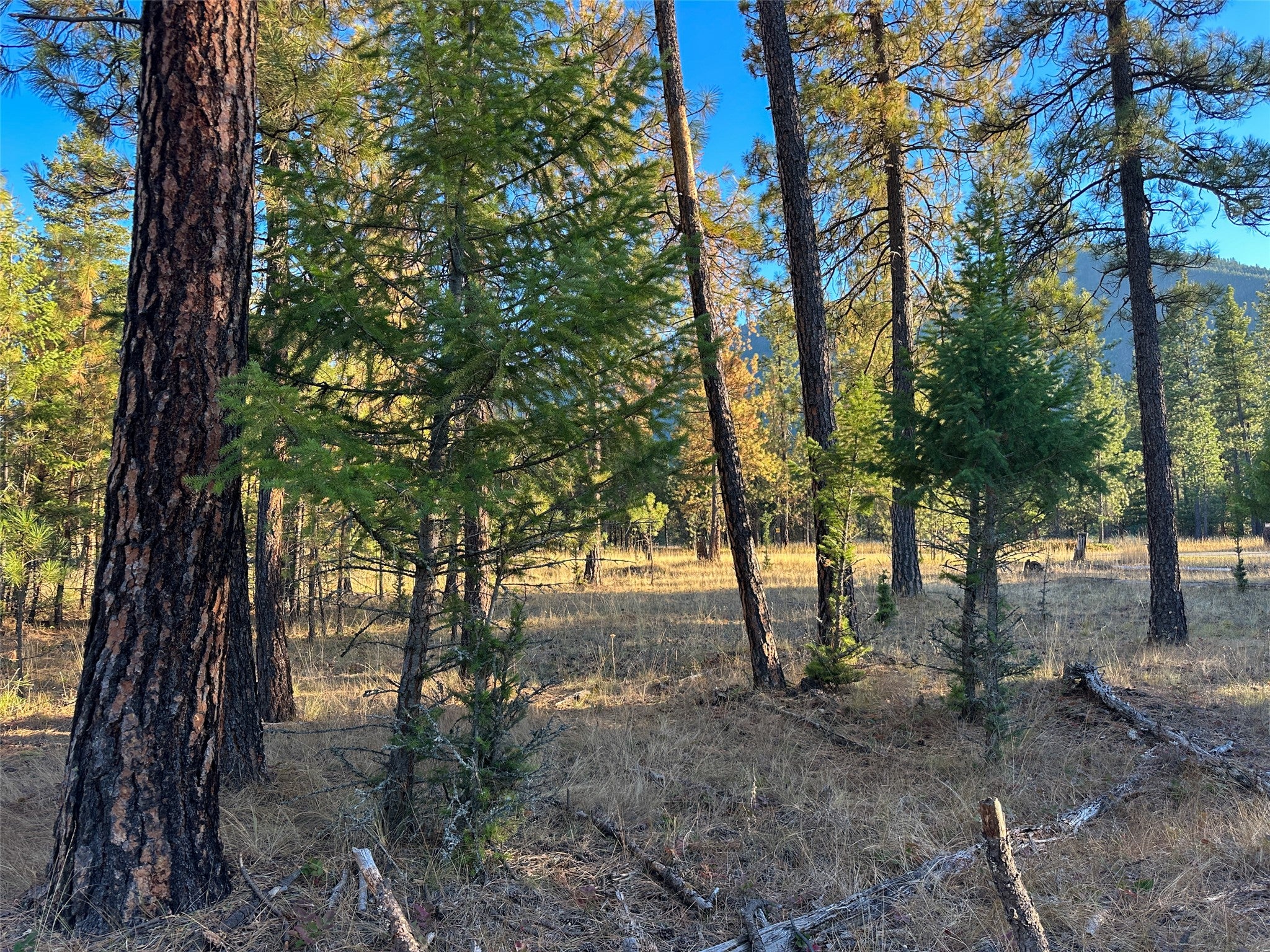 NHN Cherry Creek Road