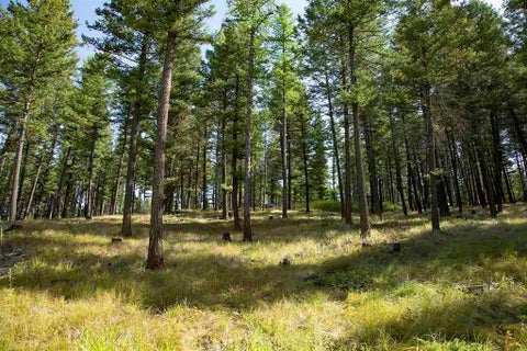 Tiny photo for 1243 Kienas Road, Kalispell, MT 59901 (MLS # 30075969)