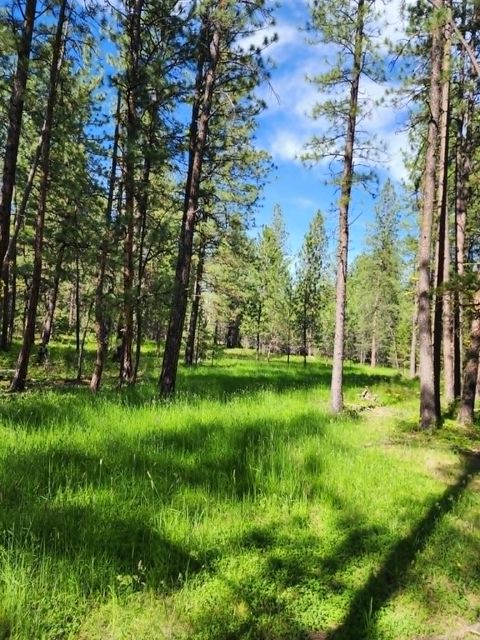 Tiny photo for NHN Stobie Lane, Hot Springs, MT 59845 (MLS # 30072982)