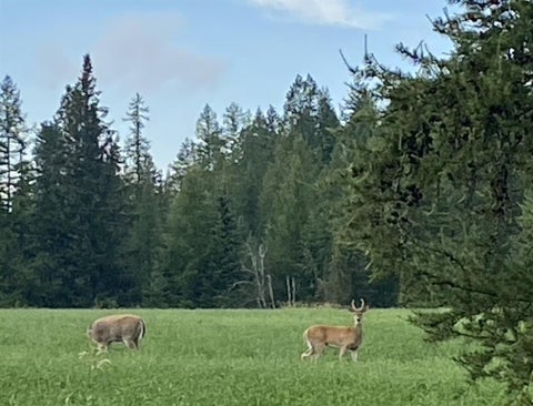 Tiny photo for 161 Hastings Trail, Columbia Falls, MT 59912 (MLS # 30071953)