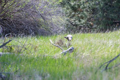 Tiny photo for 127 Blodgett Camp Road, Hamilton, MT 59840 (MLS # 30068551)