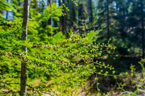 Tiny photo for 675 Beaver Lake Road, Whitefish, MT 59937 (MLS # 30069623)