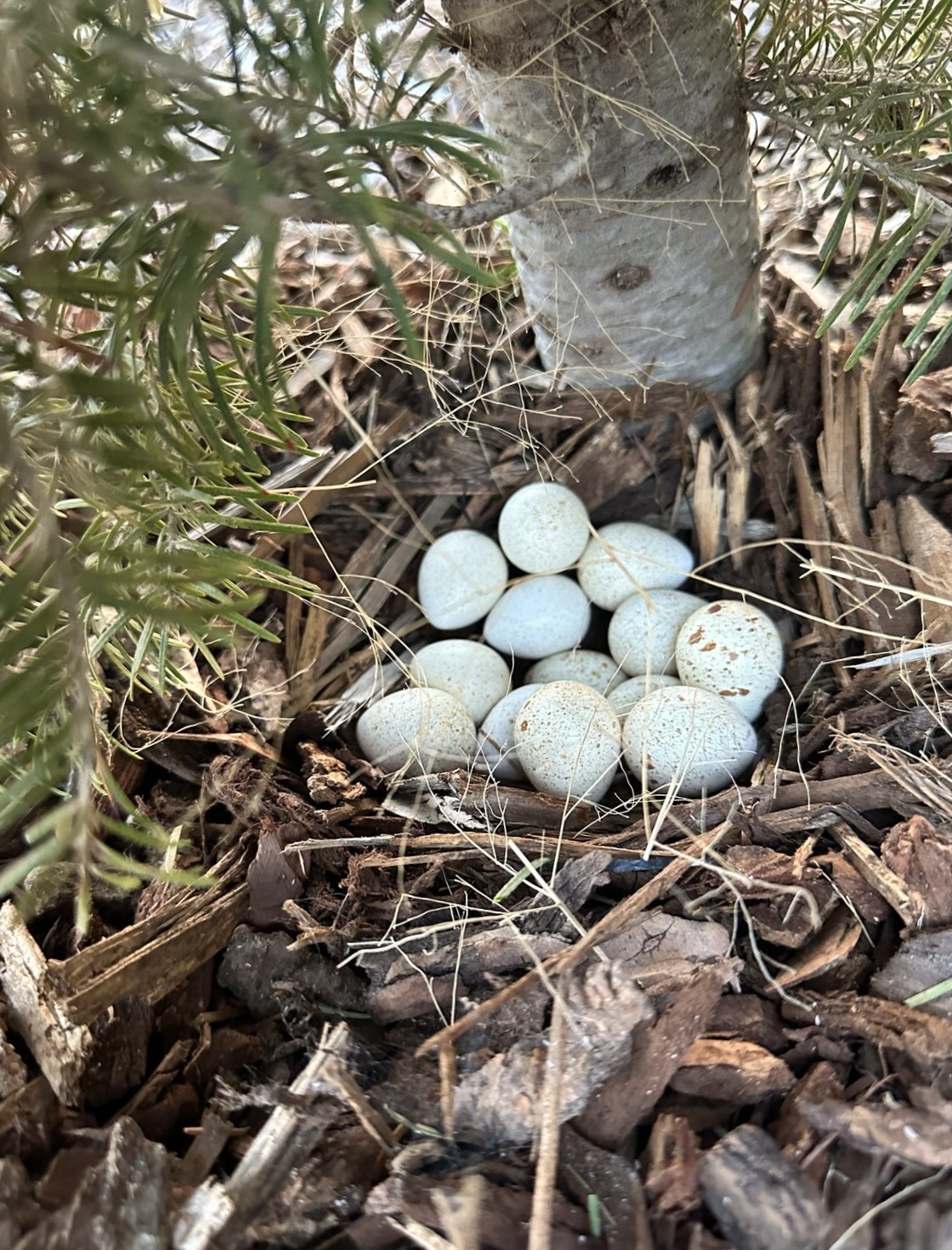 729 Stone Creek Loop