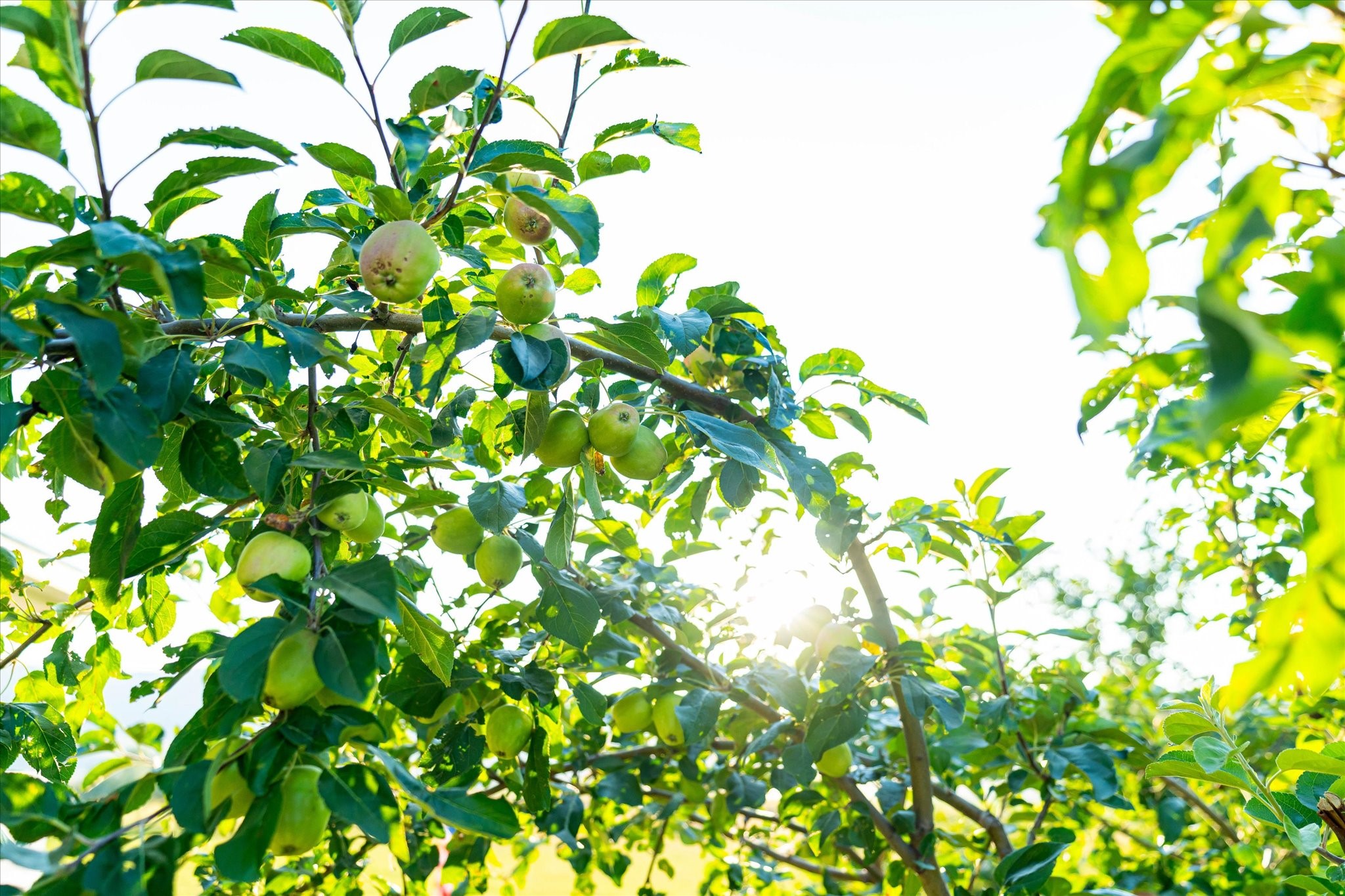 Charlo, Montana 59824, United States, 6 Bedrooms Bedrooms, ,6 BathroomsBathrooms,Residential,Pending,52320