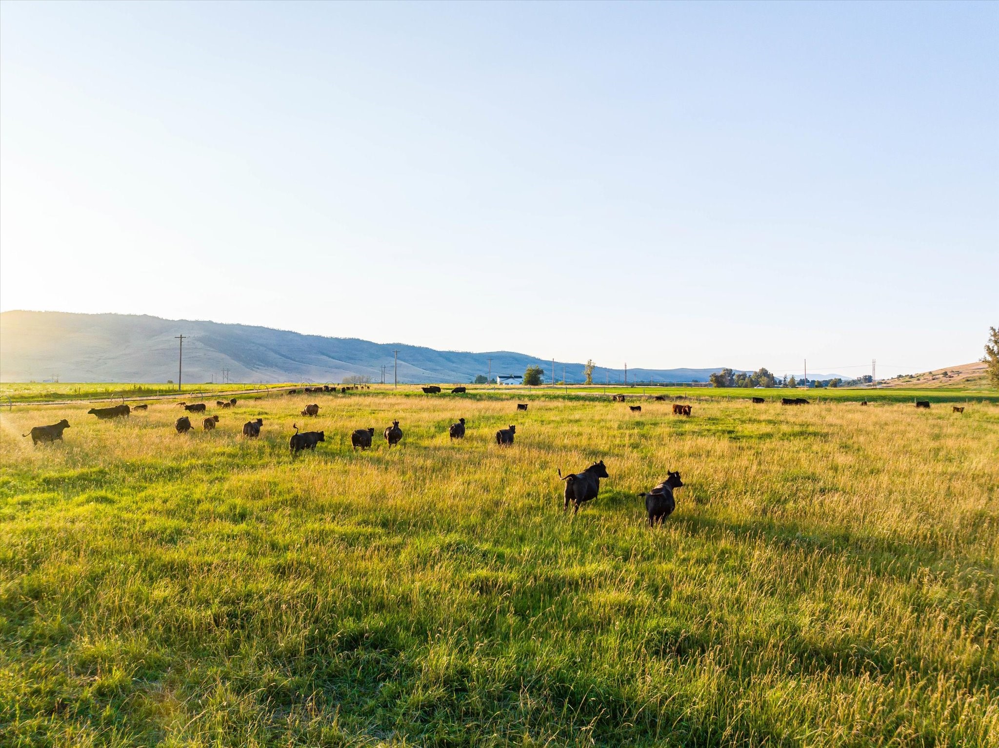Charlo, Montana 59824, United States, 6 Bedrooms Bedrooms, ,6 BathroomsBathrooms,Residential,Pending,52320