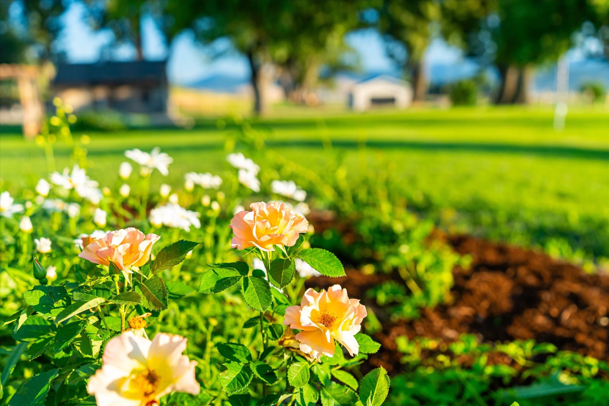 Charlo, Montana 59824, United States, 6 Bedrooms Bedrooms, ,6 BathroomsBathrooms,Residential,Pending,52320