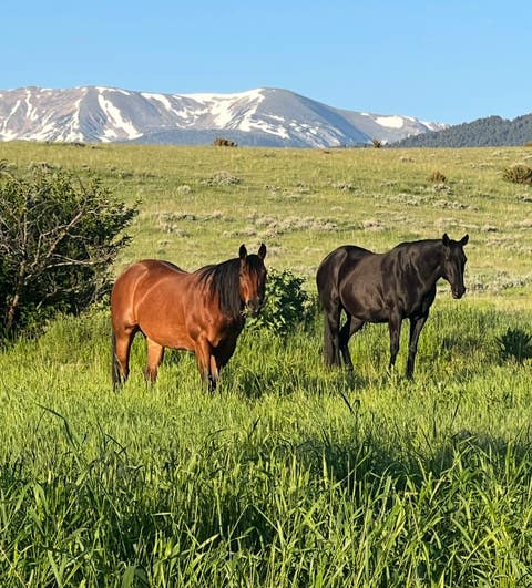 Tiny photo for 426 Antelope Creek Road, Pony, MT 59747 (MLS # 30075928)