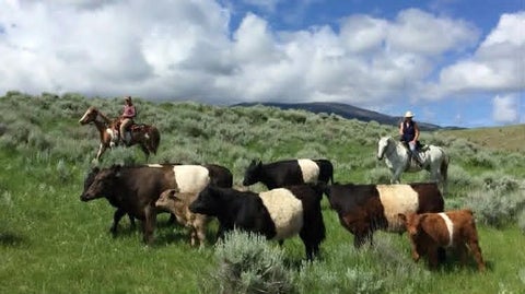 Tiny photo for 426 Antelope Creek Road, Pony, MT 59747 (MLS # 30075928)