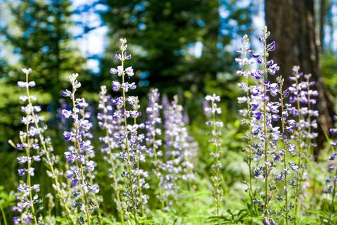 Tiny photo for 173 Timberjack Trail, Bigfork, MT 59911 (MLS # 30069964)