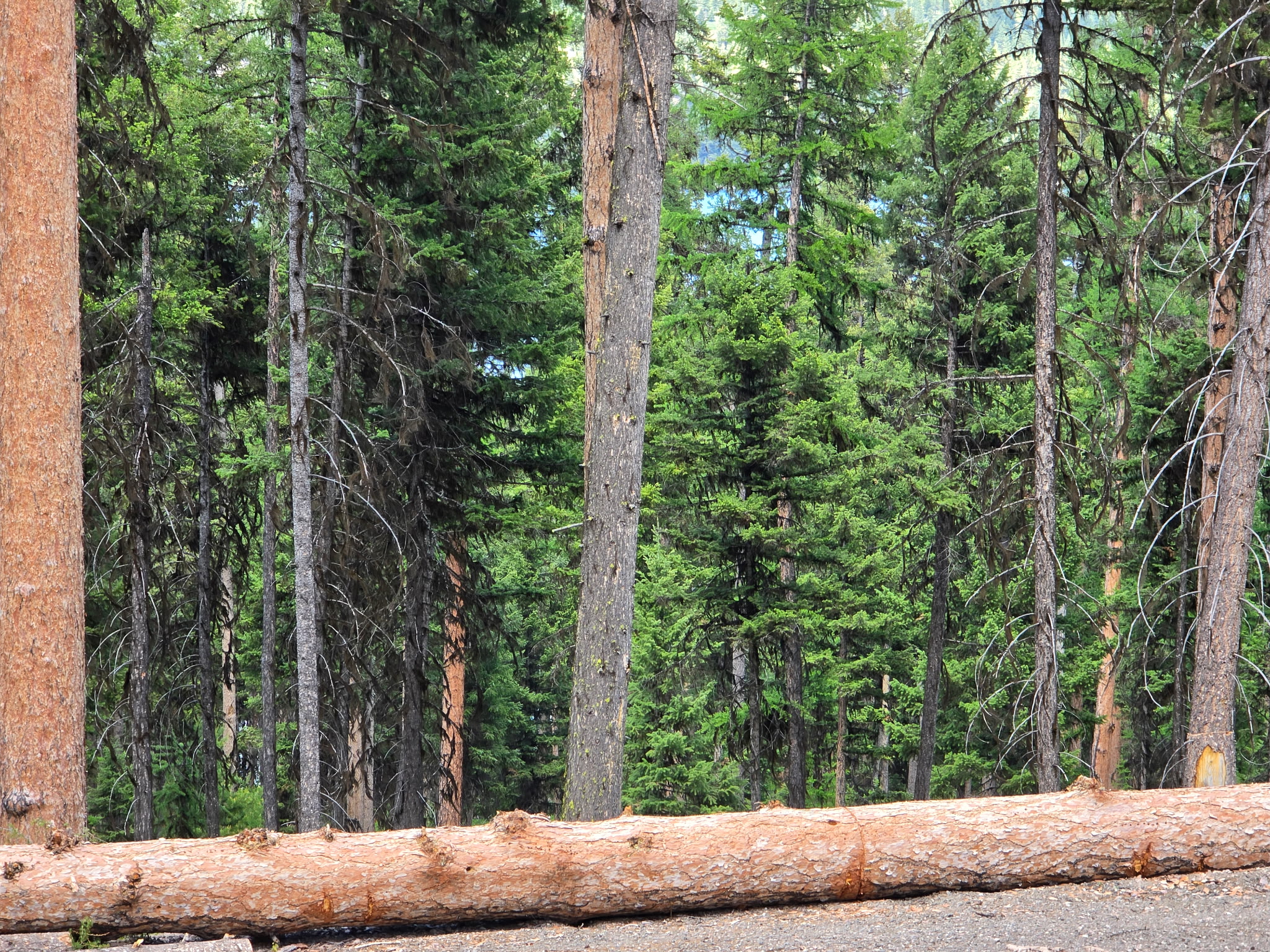 3007 S Placid View Place