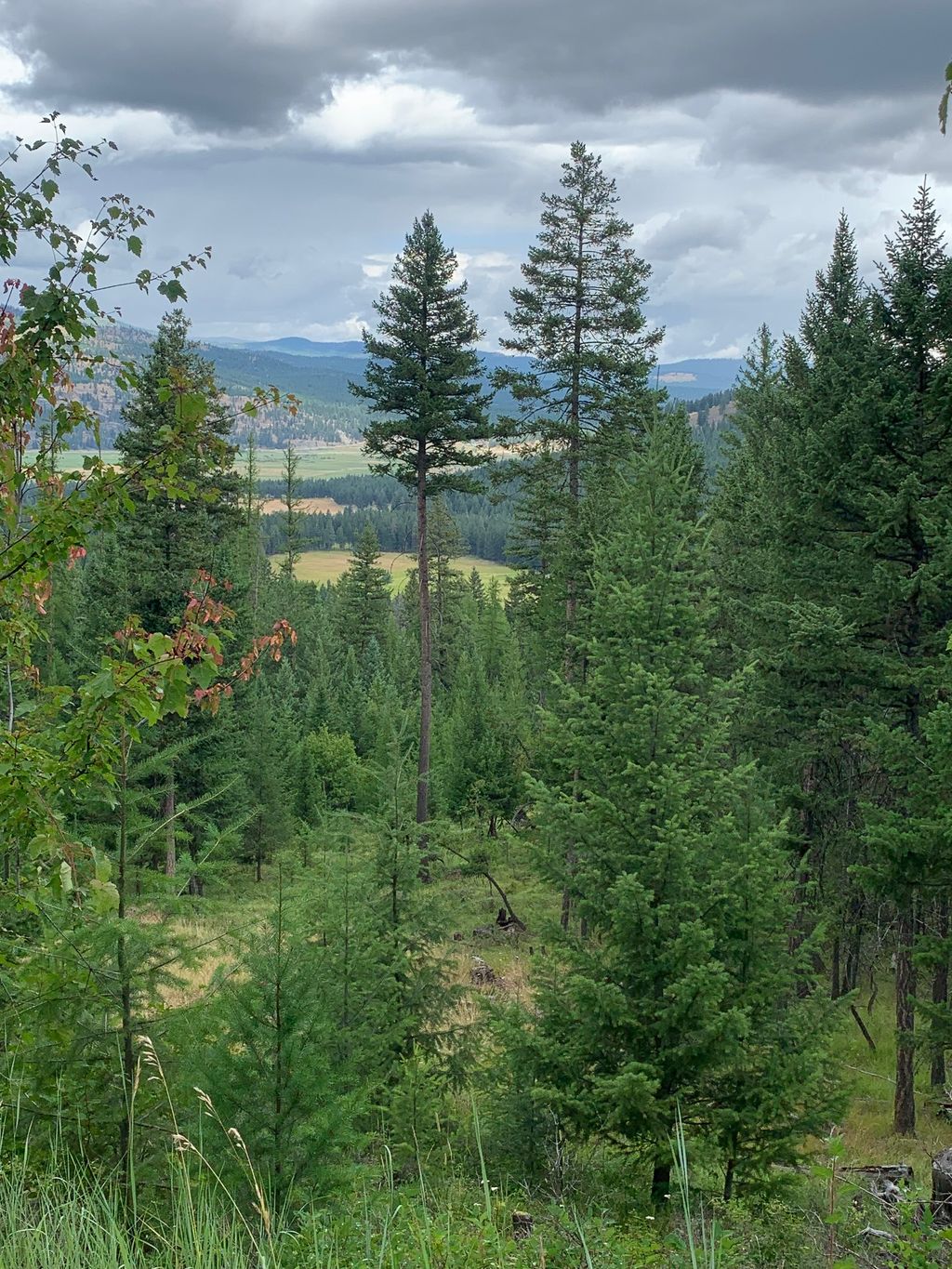Photo of Tract 11 Whitetail Ridge, Kila, MT 59920 (MLS # 30068096)