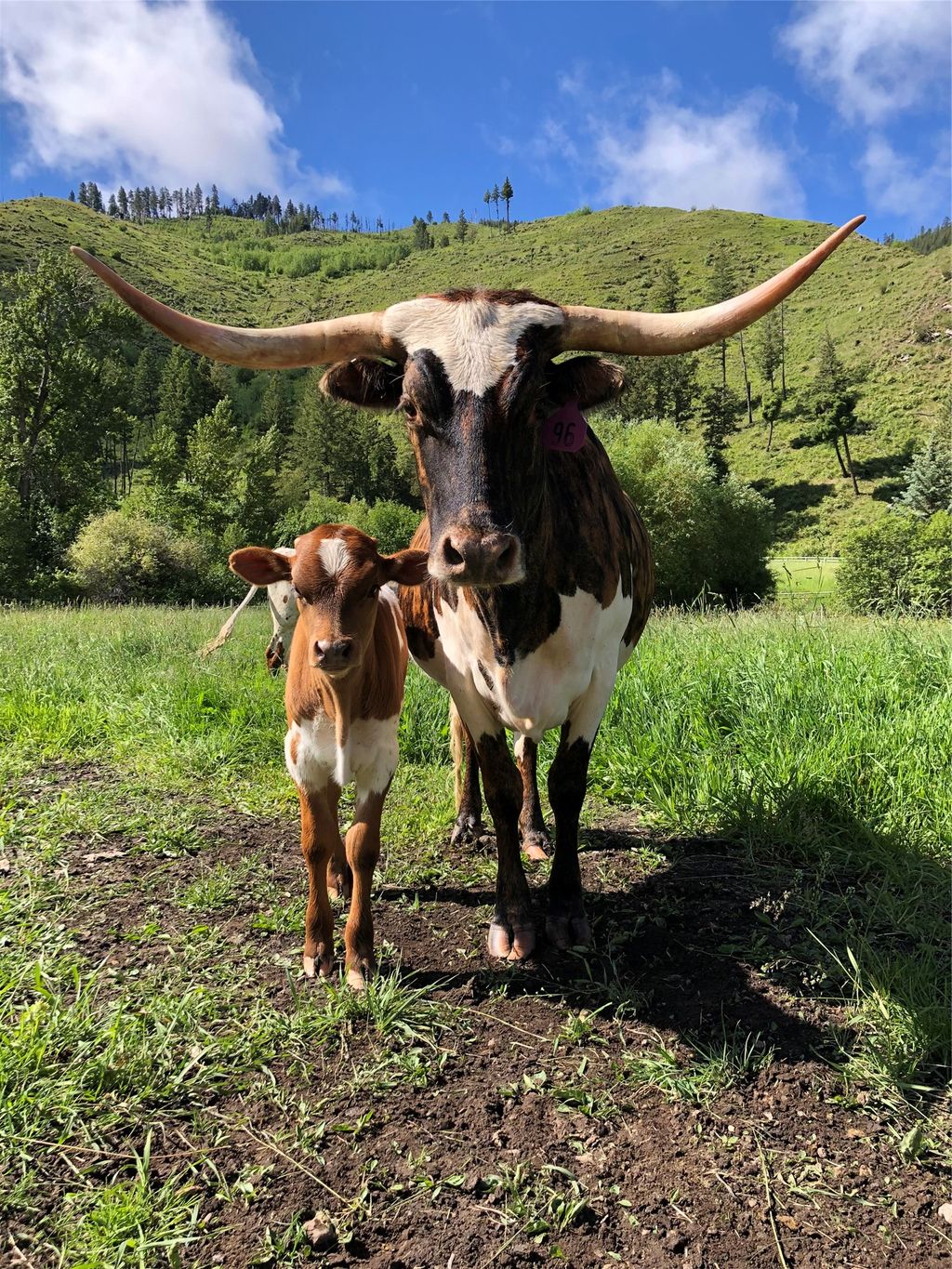 Photo of 1789 Skalkaho Hwy, Hamilton, MT 59840 (MLS # 30063857)