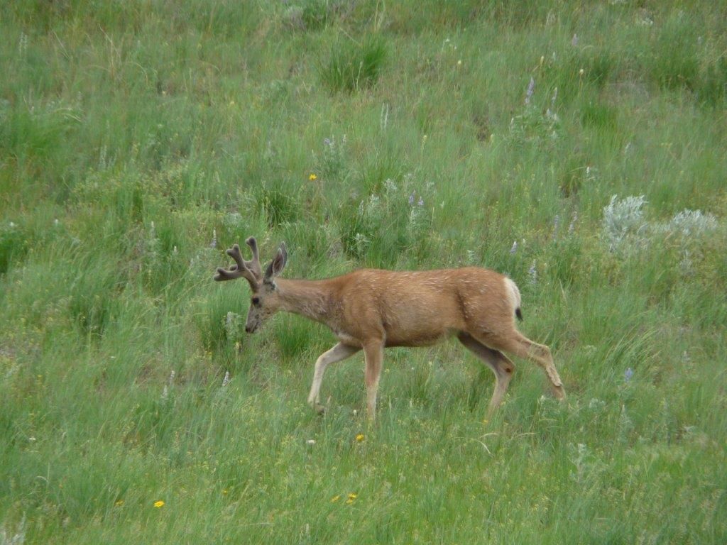Photo of 115 Red And King Gulch Road, Laurel, MT 59044 (MLS # 30063920)