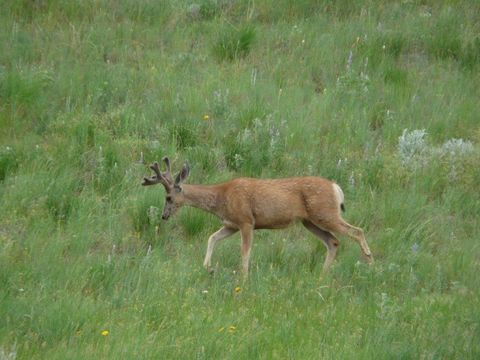 Photo of 115 Red And King Gulch Road, Laurel, MT 59044 (MLS # 30063920)