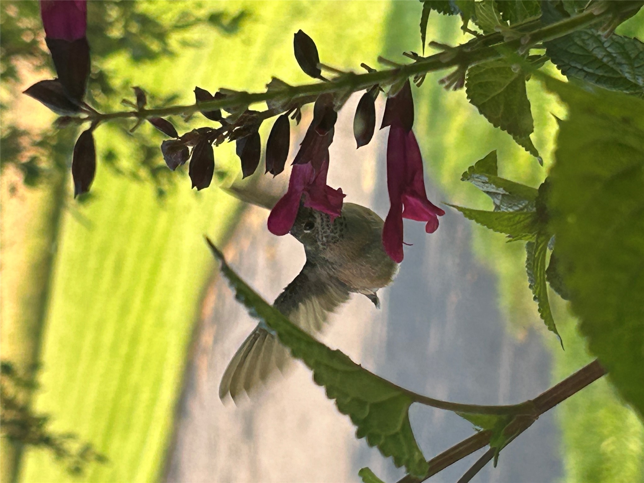 Kalispell, Montana 59901, United States, 3 Bedrooms Bedrooms, ,3 BathroomsBathrooms,Residential,Active,185687