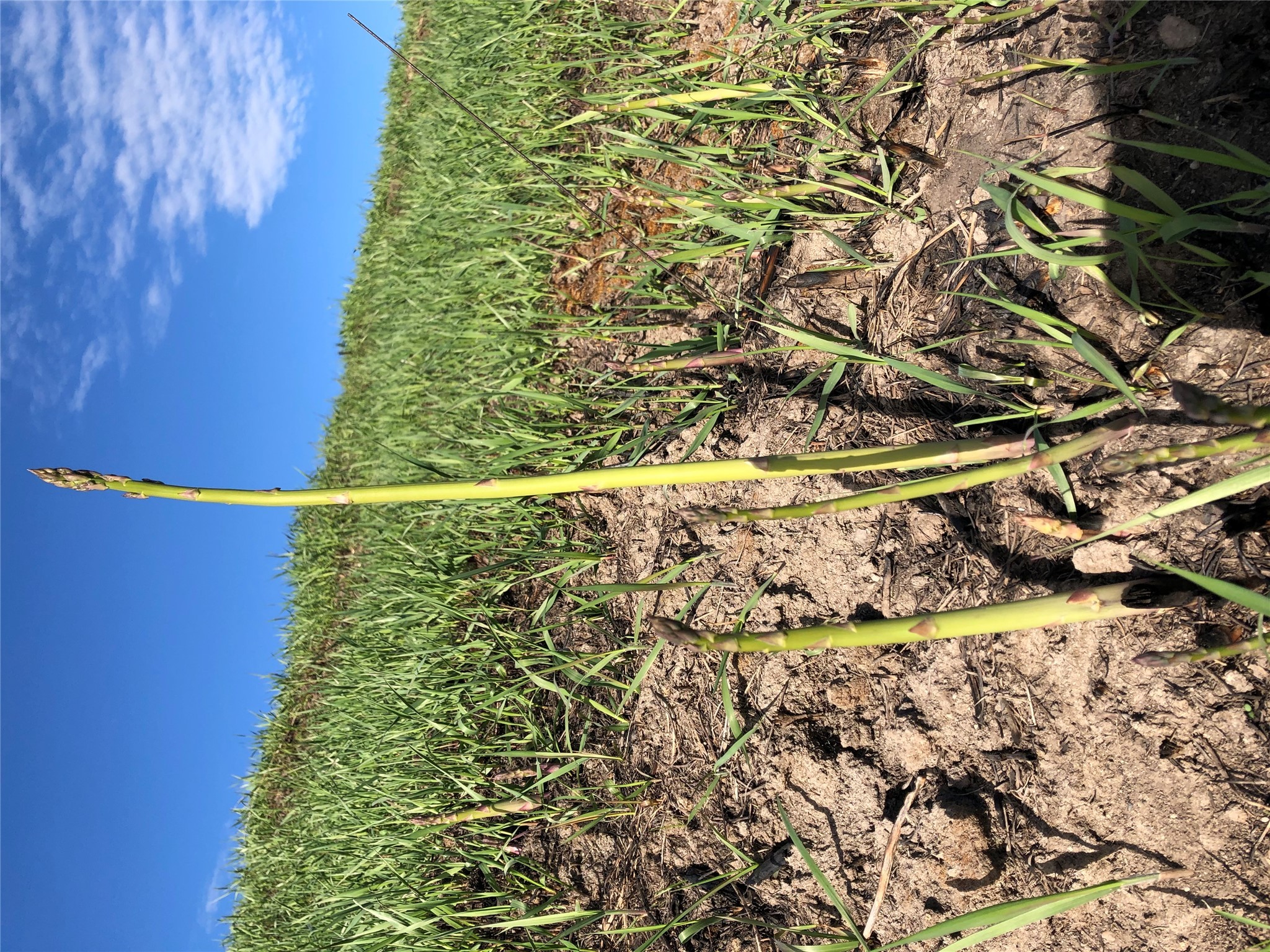 Kalispell, Montana 59901, United States, 3 Bedrooms Bedrooms, ,3 BathroomsBathrooms,Residential,Active,185687